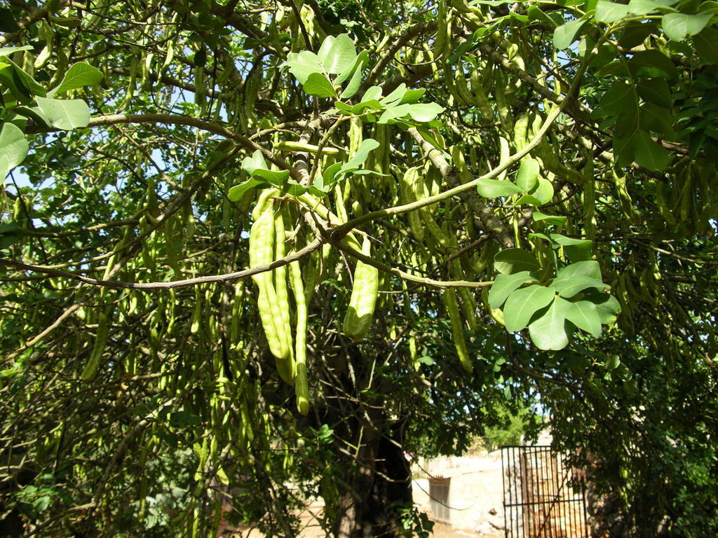 Finca Son Josep De Baix Cales de Mallorca Exterior foto